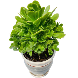 多精品肉多肉黑法师赤霞飞万圣节玫瑰欧紫铜壶缀化老桩室内盆栽