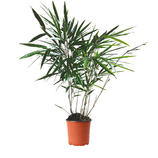 罗汉竹筇竹算盘竹子苗盆栽景观赏竹地栽矮化植物南北方耐寒苗木