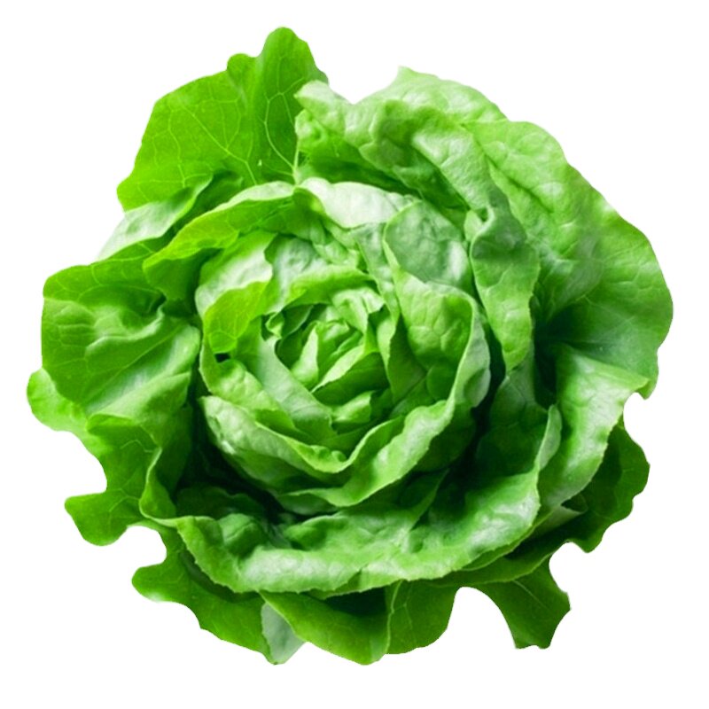 意大利全年生菜种孑阳台青菜