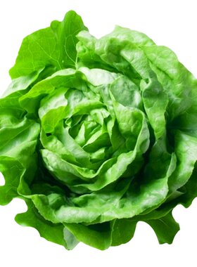意大利全年生菜种孑阳台青菜