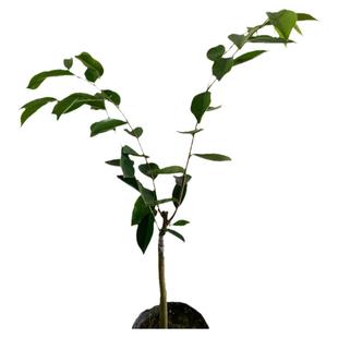 正品宗绿奇楠沉香苗一代母树嫁接包结香正宗沉香棋楠保真结香高