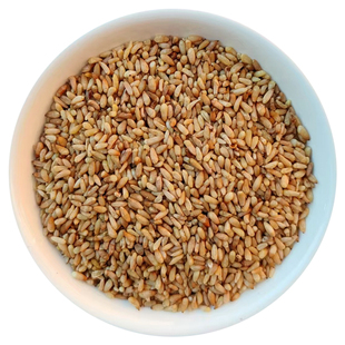 柏子仁250g经方中药材山东柏实无硫无泛油炒柏子仁禾和本草包邮