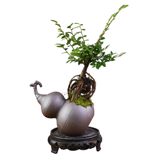 榆树盆景老桩绿植室内观赏小盆栽寓意办公植物小摆件四季常青好养