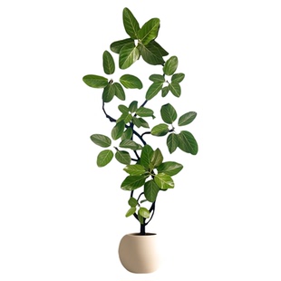 孟加拉榕树客厅绿植高级感高山榕室内大型植物黄金榕盆栽好养轻奢