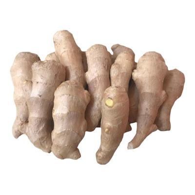 山东潍坊安丘，小块-姜