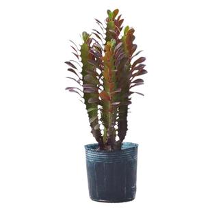 龙骨植物大盆栽花卉室内花大型仙人掌客厅室内好养易活绿植玉麒麟