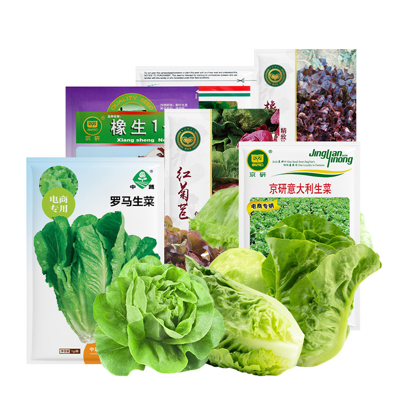 农科院生菜种子意大利罗马奶油生菜紫叶莴苣水培沙拉菜蔬菜种籽孑