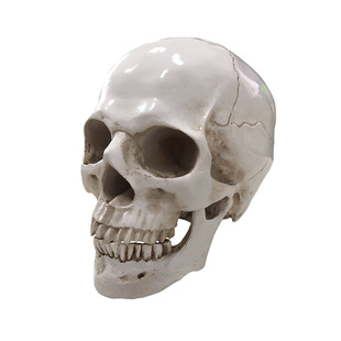正品1:1医学用高端人体头骨模型头颅骨解剖标本骨骼神经模型