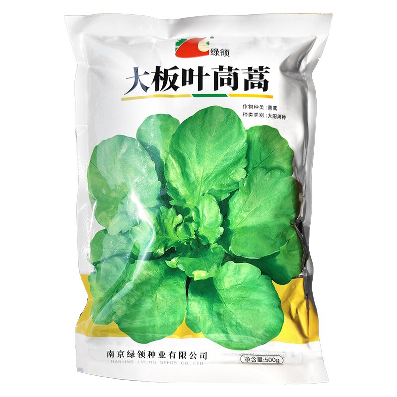 大叶茼蒿种子绿领耐寒生长快500g