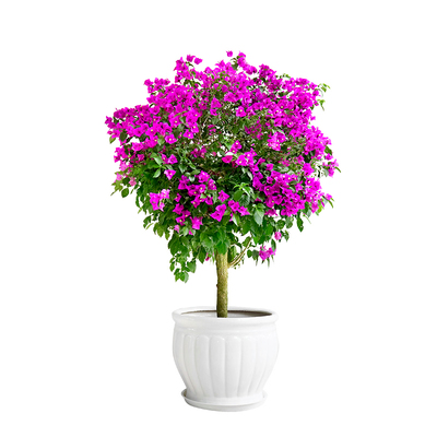 三角梅室外阳台花园庭院四季植物