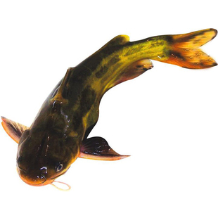 黄颡鱼苗黄辣丁鱼苗黄骨鱼苗昂刺鱼黄桑鱼苗黄鸭叫淡水养殖食用鱼