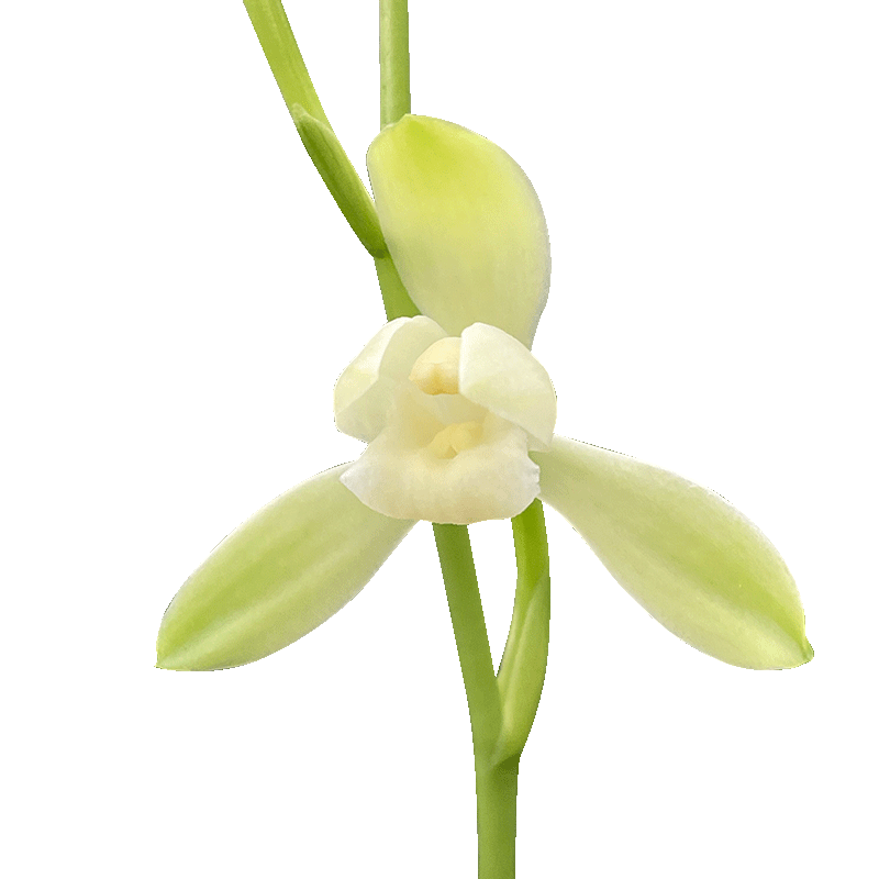 刘阁兰花花卉大唐宫粉