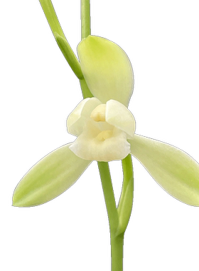 刘阁兰花花卉大唐宫粉