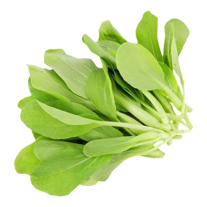 鸡毛菜菜籽种四季速生小白菜青菜油菜上海青蔬菜种子种孑大全种籽
