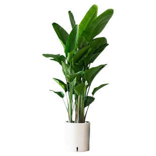 天堂鸟绿植客厅室内大型盆栽植物落地四季办公室鹤望兰吸甲醛花卉
