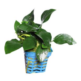 鱼缸懒人水草坨草水榕沉木藻球莫斯真阴性水草水族箱造景前景草