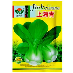 上海青种子小白菜种子矮脚小青菜籽农家蔬菜种孑油菜阳台四季播种