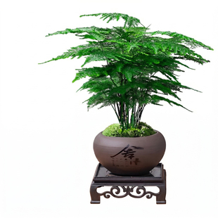 文竹创意舍得盆室内桌面好养盆景办公室茶桌绿植盆栽中式禅意云竹