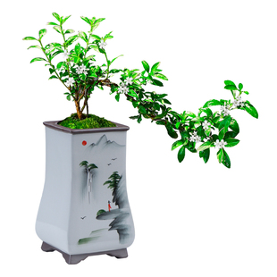 中国风哥窑紫砂陶瓷花盆蝴蝶兰文竹小赤叶楠紫砂大号室内客厅摆件