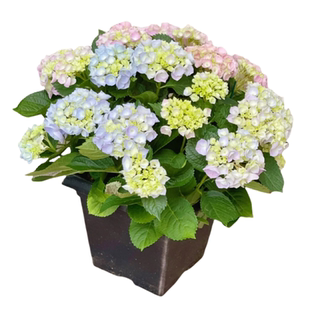 无尽夏绣球花苗盆栽带花苞四季开花卉绿植物室内阳台庭院老桩鲜花