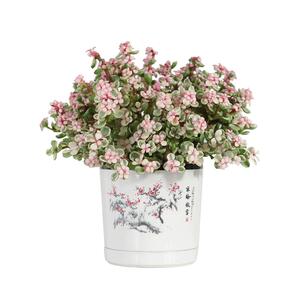 金枝玉叶盆栽多肉植物组合新款爆盆好养花卉多肉老桩雅乐之舞花卉