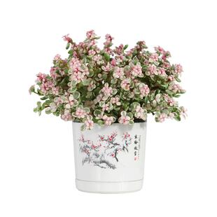 金枝玉叶盆栽多肉植物组合新款爆盆好养花卉多肉老桩雅乐之舞花卉