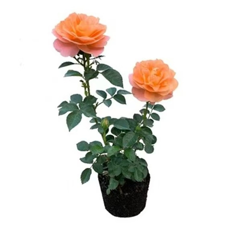 小苗月季花苗玫瑰果汁阳台开花绿植室内盆栽多季好养花卉爬藤藤本