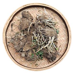 【限时优惠】新鲜川芎苗种植种子藁本苗药用川芎根块苓子盆栽蔬菜