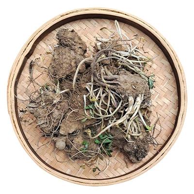 夏季盆栽大田种植现挖现卖