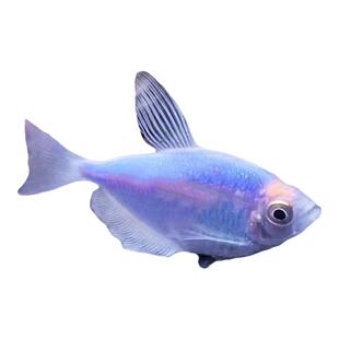 天使鱼大号观赏鱼热带鱼淡水好养耐活群游七彩红天使紫天使柠檬黄