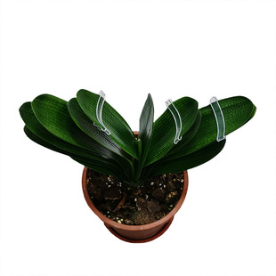 君子兰矫正线叶片整形器透明扶正带大号夹修型遮光纸板修型固定夹