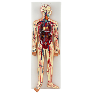 人体血液循环系统模型内脏心脏器官血管解剖模型医院学校教学教具