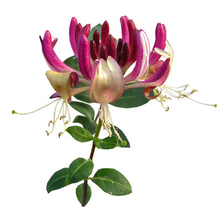 金银花树苗老桩盆栽药用种植苗四季苗爬藤花苗小苗红色可食用种子