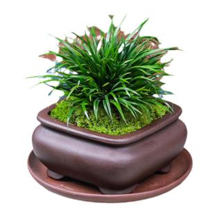 金钱菖蒲盆景小盆栽办公室茶桌摆件净化空气室内微景观花卉绿植