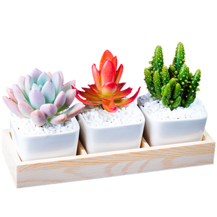 多肉植物组合盆栽含盆含土办公室绿植阳台桌面幼儿园礼物室内好养