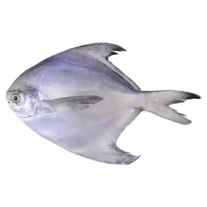 順豐包郵深海海鮮野生鯧魚(yú)新鮮冷凍無(wú)冰特大小號(hào)銀鯧魚(yú)平魚(yú)白鯧魚(yú)