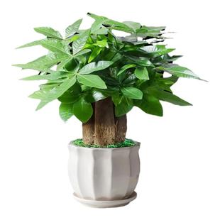 发财树小盆栽客厅花卉绿植物办公室内文竹水培招财树盆景四季好养