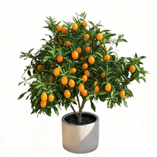 脆皮金桔带果发货盆栽树苗四季果树可食用橘子苗脆皮金橘室内常绿