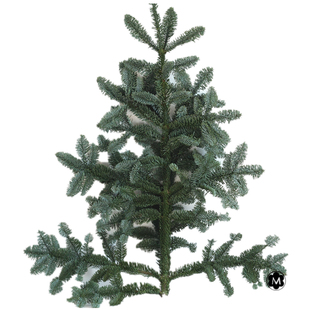 花不完进口诺贝松圣诞树枝北美丹麦荷兰直供北京发货活松树枝