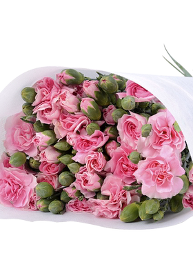 蝶蜜园康乃馨鲜花母亲节送妈妈