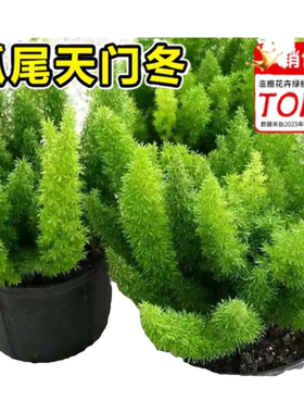 狐尾天门冬盆栽大全易养活驱蚊