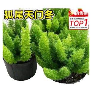 狐尾天门冬盆栽大全庭院阳台花卉植物四季常青易养活室内驱蚊绿植