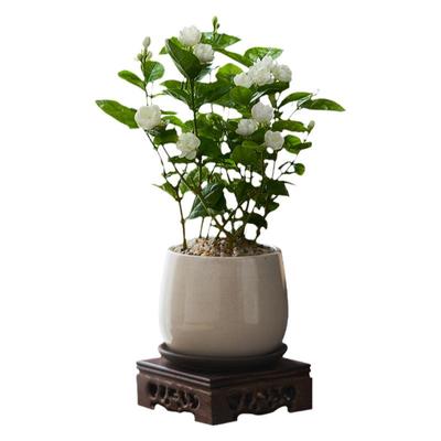 【带花苞】超浓香茉莉百万人购买