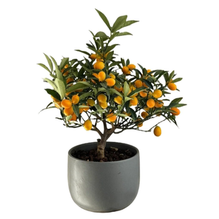 四季金桔树苗盆栽带果客厅招财植物室内花卉绿植小橘子盆景年宵花