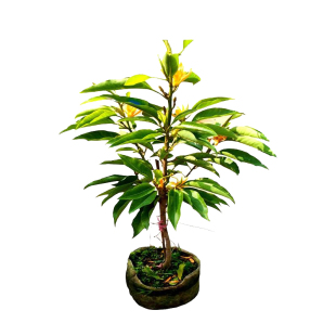 白兰花盆栽黄兰树苗浓香型室内绿植四季室外植物庭院易活