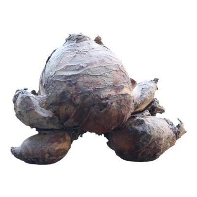 【花王】水仙花种球雕刻大水仙花冬季室内花水培盆栽漳州水仙花球