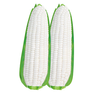 鲜食白甜糯玉米种籽高产特大早熟国审黄淮海浙糯玉水果大田玉米孑