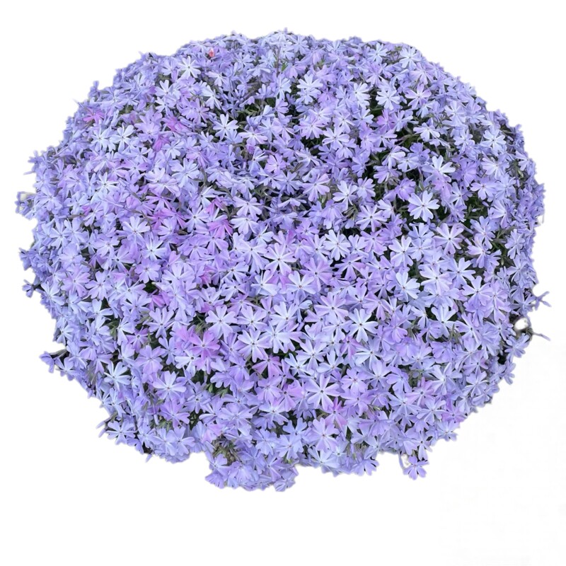 芝樱花苗丛生福禄考庭院春季爆花