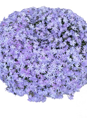 芝樱花苗丛生福禄考庭院春季爆花