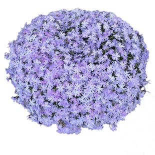 芝樱花苗丛生福禄考庭院爆花神器